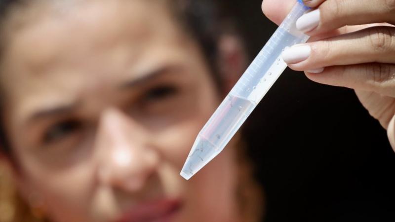 Altas temperaturas favorecem mosquito da dengue; veja como prevenir